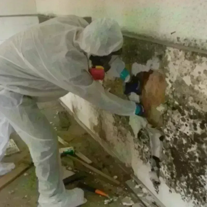 Mold Remediation and Removal in Hamburg, NY